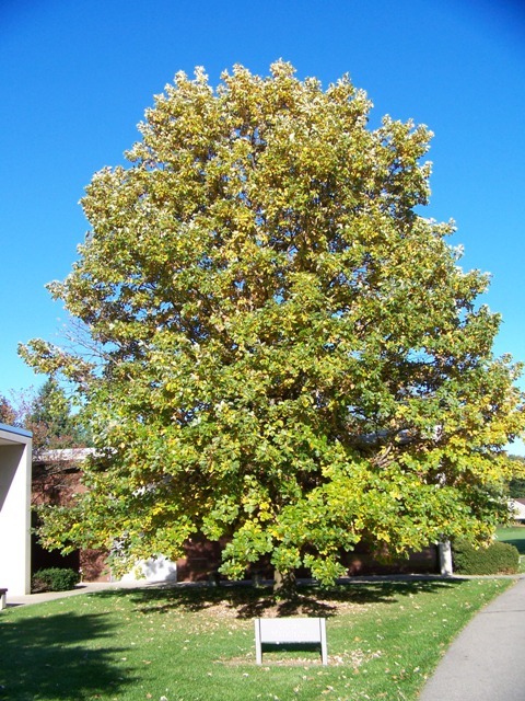 Swamp White Oak tree